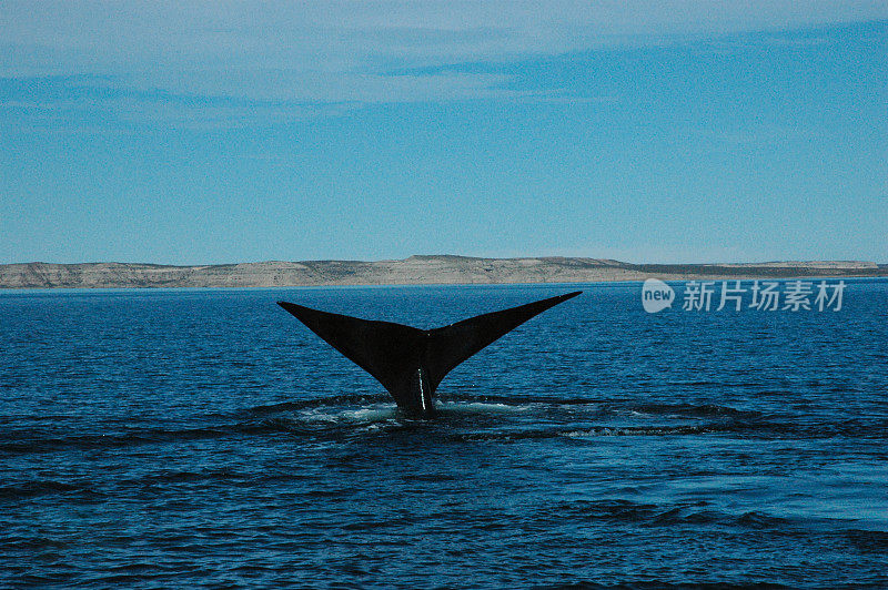 鲸鱼尾巴- Cola de ballena Franca南大西洋
